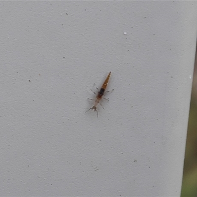 Neuroptera (order) (Unidentified lacewing) at Lyons, ACT - 2 Oct 2024 by ran452