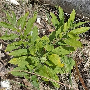 Solanum pseudocapsicum at Watson, ACT - 30 Sep 2024 11:29 AM