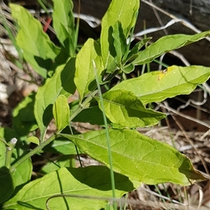 Solanum pseudocapsicum at Watson, ACT - 30 Sep 2024 11:29 AM