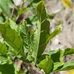 Solanum pseudocapsicum at Watson, ACT - 30 Sep 2024 11:29 AM