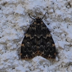 Halone coryphoea at Lyons, ACT - 3 Oct 2024 02:13 PM