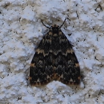 Halone coryphoea (Eastern Halone moth) at Lyons, ACT - 3 Oct 2024 by ran452