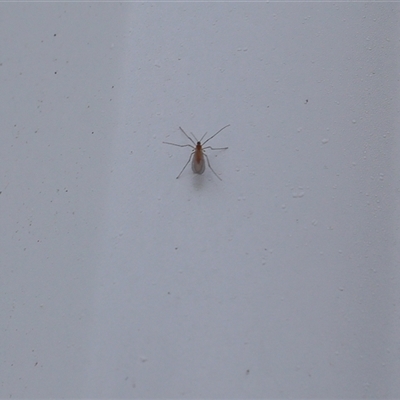 Nematocera sp. (suborder) (Unidentified 'nematoceran' fly) at Lyons, ACT - 3 Oct 2024 by ran452