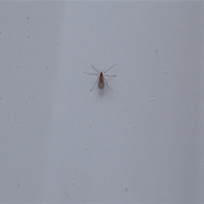 Nematocera sp. (suborder) (Unidentified 'nematoceran' fly) at Lyons, ACT - 2 Oct 2024 by ran452