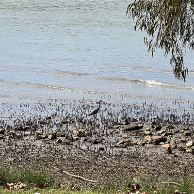 Egretta novaehollandiae (White-faced Heron) at Donnybrook, QLD - 3 Oct 2024 by JimL