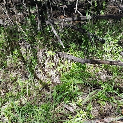 Galium aparine (Goosegrass, Cleavers) at Watson, ACT - 30 Sep 2024 by HappyWanderer