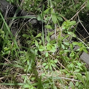 Galium aparine at Watson, ACT - 30 Sep 2024