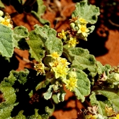 Androcalva loxophylla at Lake Mackay, NT - 27 Aug 2024 11:11 AM