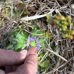 Brachyscome decipiens (Field Daisy) at Tharwa, ACT - 3 Oct 2024 by NMenzies