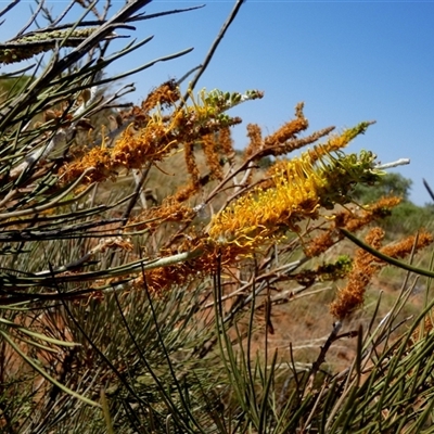 Grevillea eriostachya (Yellow Flame Grevillea) at Lake Mackay, NT - 27 Aug 2024 by Paul4K