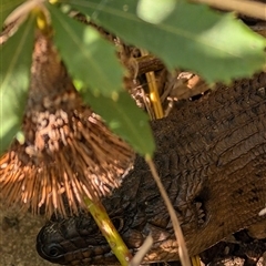 Egernia cunninghami (Cunningham's Skink) at Goulburn, NSW - 3 Oct 2024 by mroseby