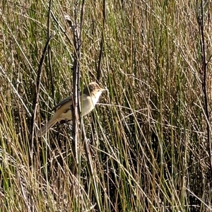 Acrocephalus australis at Goulburn, NSW - 3 Oct 2024