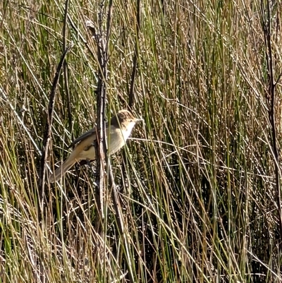 Acrocephalus australis (Australian Reed-Warbler) at Goulburn, NSW - 3 Oct 2024 by mroseby