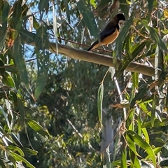 Acanthorhynchus tenuirostris (Eastern Spinebill) at Goulburn, NSW - 3 Oct 2024 by mroseby