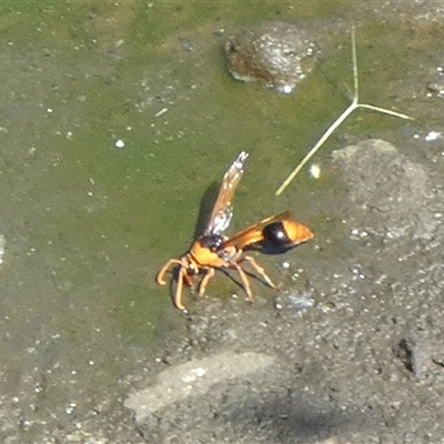 Delta (Genus) (Potter Wasp) at Lake Mackay, NT - 27 Aug 2024 by Paul4K