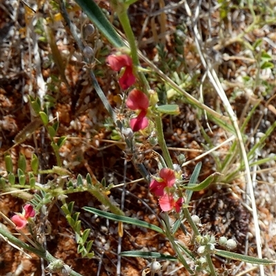 Indigofera linifolia (Native Indigo) at Lake Mackay, NT - 27 Aug 2024 by Paul4K