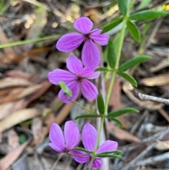 Tetratheca thymifolia (Black-eyed Susan) at Dunbogan, NSW - 3 Oct 2024 by Nette