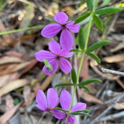 Tetratheca thymifolia (Black-eyed Susan) at Dunbogan, NSW - 3 Oct 2024 by Nette