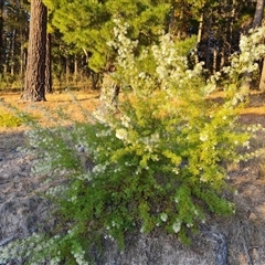 Grevillea curviloba (Curved Leaf Grevillea) at Isaacs, ACT - 3 Oct 2024 by Mike