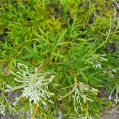 Grevillea curviloba at Isaacs, ACT - 3 Oct 2024