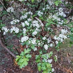 Crataegus monogyna (Hawthorn) at Isaacs, ACT - 3 Oct 2024 by Mike