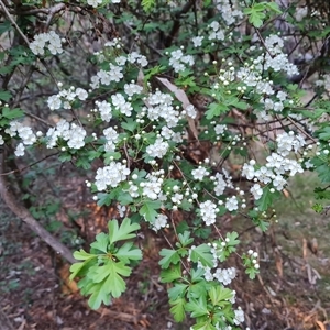 Crataegus monogyna at Isaacs, ACT - 3 Oct 2024