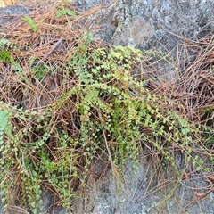 Asplenium flabellifolium (Necklace Fern) at Isaacs, ACT - 3 Oct 2024 by Mike