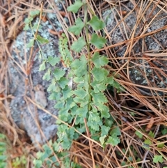 Asplenium flabellifolium at Isaacs, ACT - 3 Oct 2024