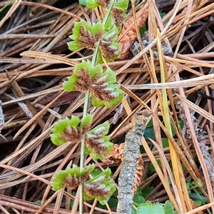 Asplenium flabellifolium at Isaacs, ACT - 3 Oct 2024