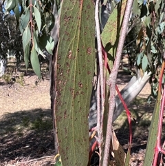 Eucalyptus pauciflora (A Snow Gum) at Higgins, ACT - 3 Oct 2024 by Untidy