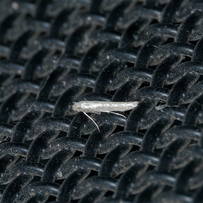 Bedellia somnulentella (Sweet Potato Leaf Miner) at Harrison, ACT - 7 Sep 2024 by DPRees125