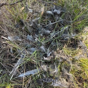 Podargus strigoides at Hackett, ACT - 3 Oct 2024