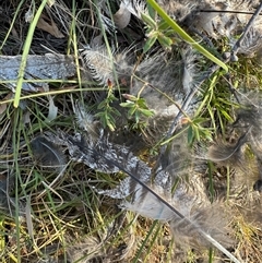 Podargus strigoides at Hackett, ACT - 3 Oct 2024