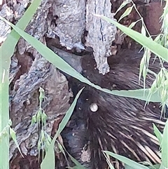 Tachyglossus aculeatus (Short-beaked Echidna) at Wirlinga, NSW - 3 Oct 2024 by RobCook