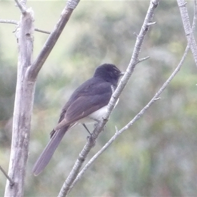 Rhipidura leucophrys (Willie Wagtail) at Mount Annan, NSW - 2 Oct 2024 by MatthewFrawley