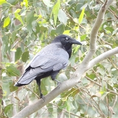 Corvus coronoides (Australian Raven) at Mount Annan, NSW - 2 Oct 2024 by MatthewFrawley