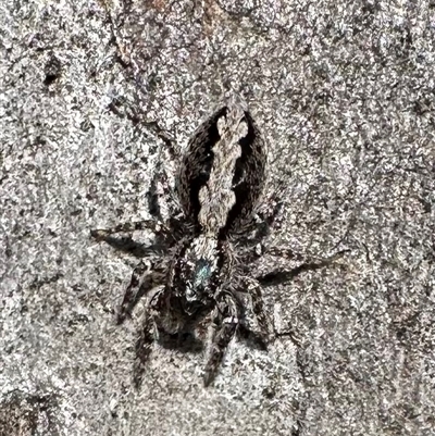 Clynotis severus (Stern Jumping Spider) at Ainslie, ACT - 3 Oct 2024 by Pirom