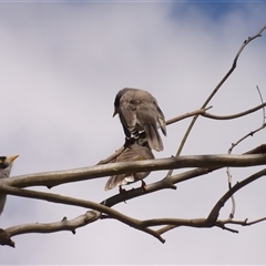 Manorina melanocephala (Noisy Miner) at Mount Annan, NSW - 3 Oct 2024 by MatthewFrawley