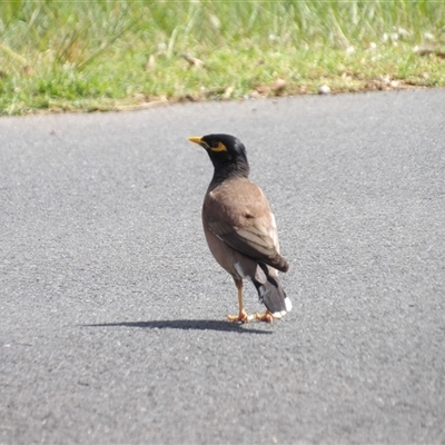 Acridotheres tristis (Common Myna) at Mount Annan, NSW - 3 Oct 2024 by MatthewFrawley