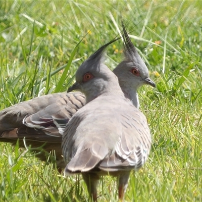 Ocyphaps lophotes (Crested Pigeon) at Mount Annan, NSW - 3 Oct 2024 by MatthewFrawley