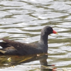 Gallinula tenebrosa (Dusky Moorhen) at Mount Annan, NSW - 3 Oct 2024 by MatthewFrawley