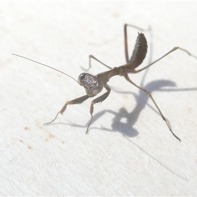 Mantodea (order) (Unidentified praying mantis) at Belconnen, ACT - 3 Oct 2024 by JohnGiacon