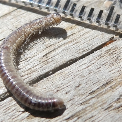 Diplopoda (class) (Unidentified millipede) at Belconnen, ACT - 3 Oct 2024 by JohnGiacon