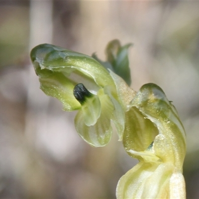 Hymenochilus bicolor (ACT) = Pterostylis bicolor (NSW) (Black-tip Greenhood) at Watson, ACT - 3 Oct 2024 by HappyWanderer