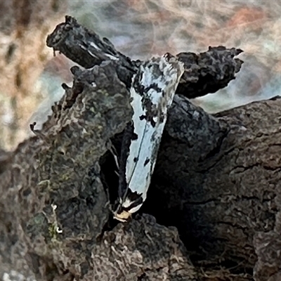 Philobota lysizona (A concealer moth) at Ainslie, ACT - 3 Oct 2024 by Pirom