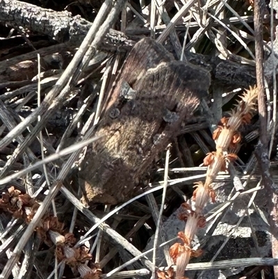 Agrotis infusa (Bogong Moth, Common Cutworm) at Ainslie, ACT - 3 Oct 2024 by Pirom