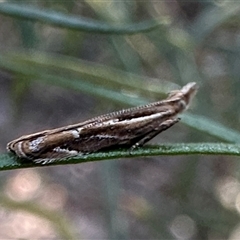 Eutorna tricasis (A Depressariid moth) at Campbell, ACT - 3 Oct 2024 by Pirom