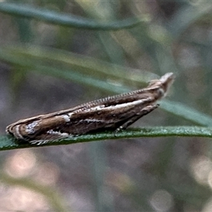 Eutorna tricasis at Campbell, ACT - 3 Oct 2024 04:34 PM