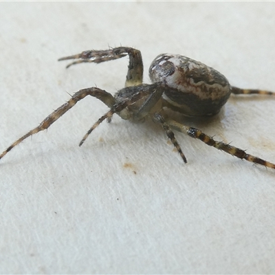 Plebs bradleyi (Enamelled spider) at Belconnen, ACT - 3 Oct 2024 by JohnGiacon