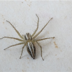 Oxyopes gracilipes at Belconnen, ACT - 3 Oct 2024